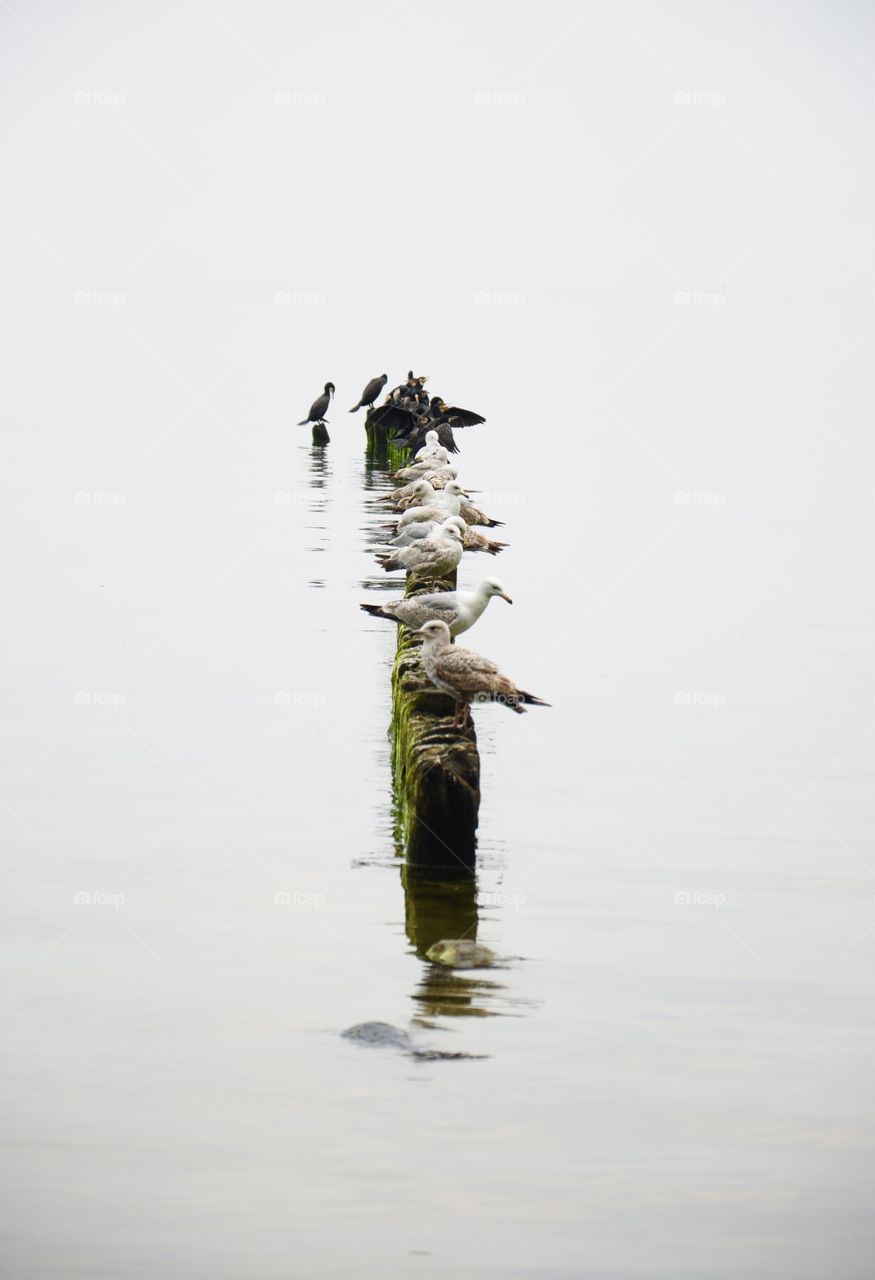 Seagulls in a row on beach