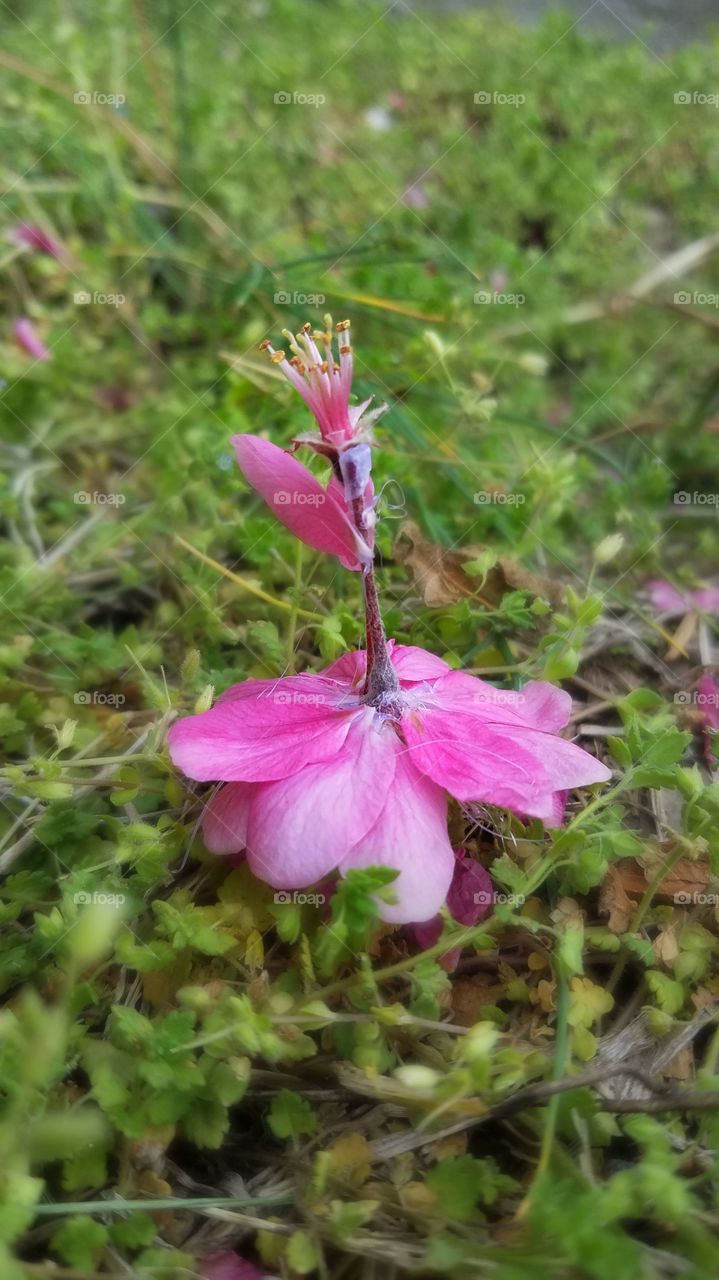 Pink garden fairy. Made from crabapple flowers. It dances around the grass spreading spring.