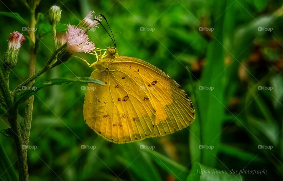 Wildlife photography