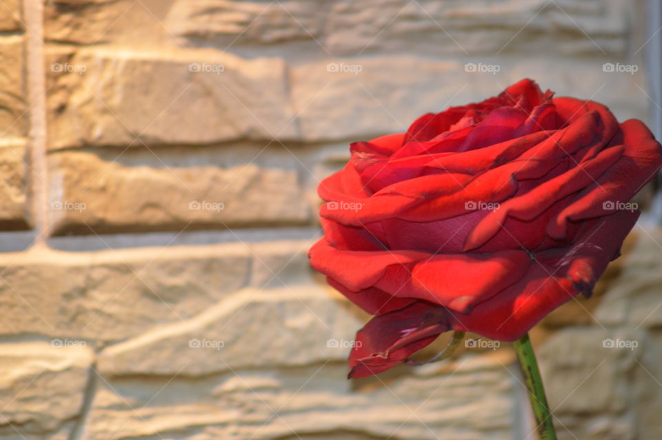 Close-up of red rose