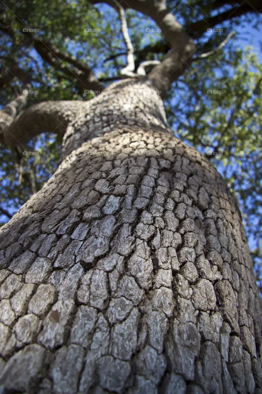 Photo of a tree taken from the bottem