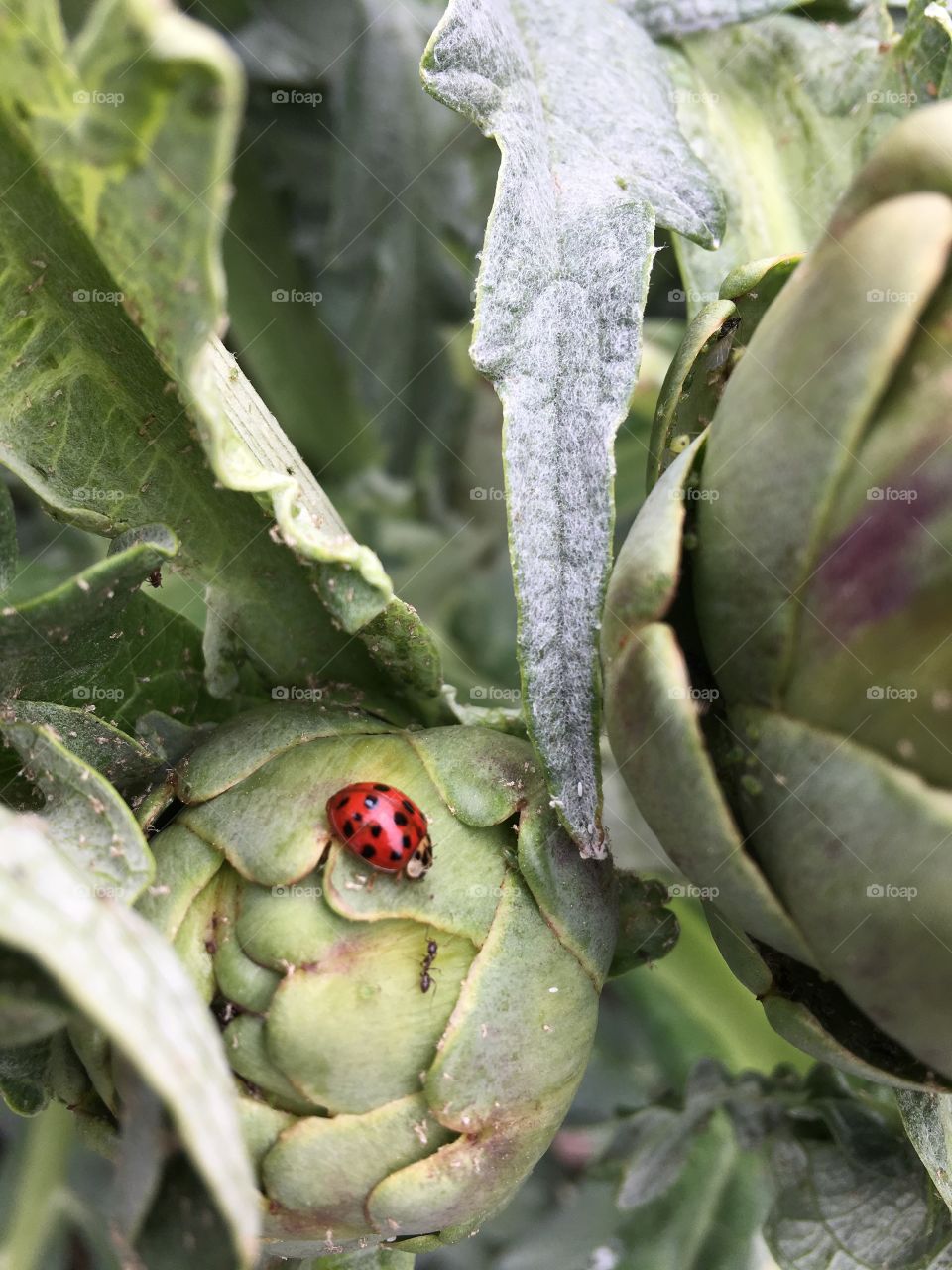 Ladybird on small artichoke 