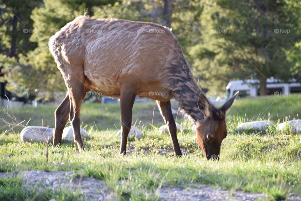 Rocky Mountains habitants 