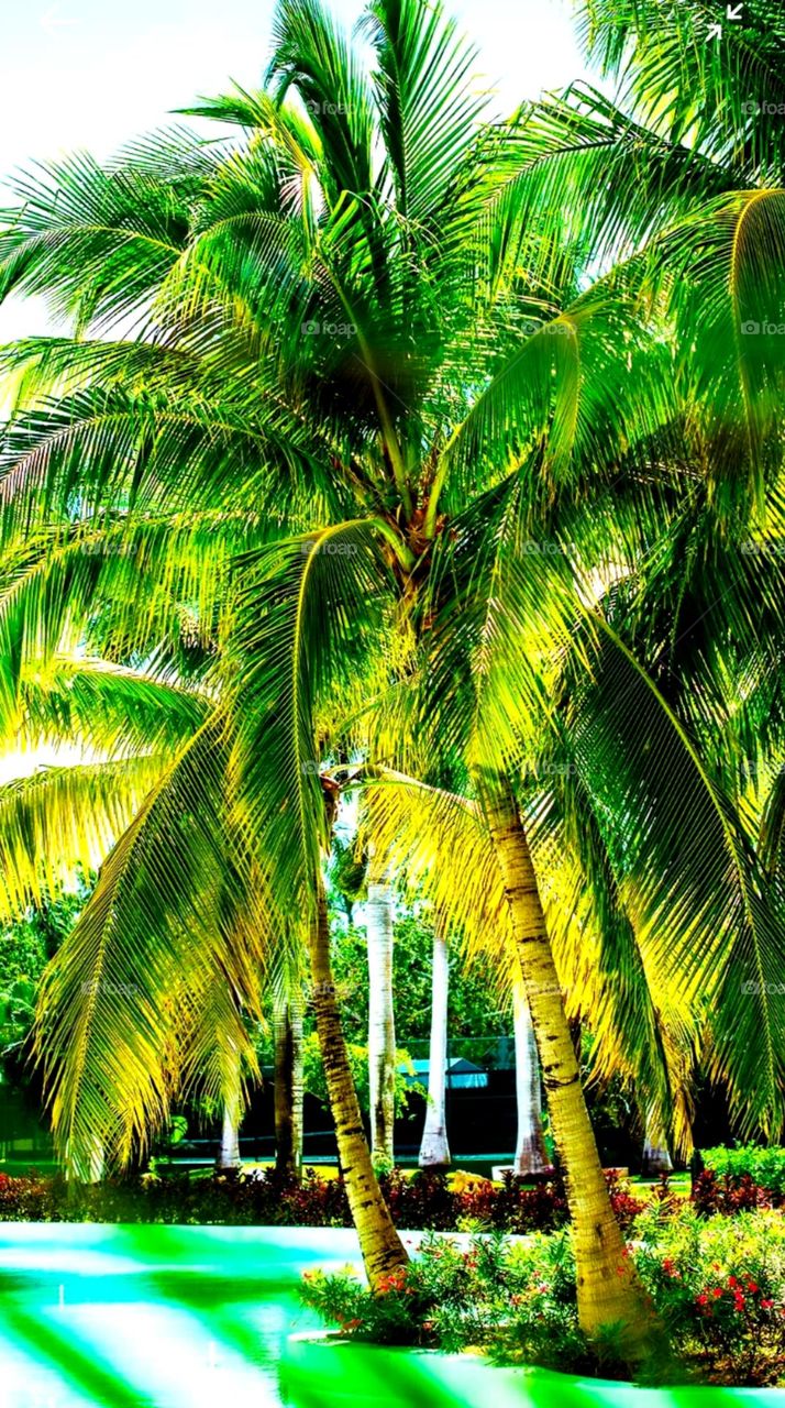 Beautiful coconut tree near pull and place so green and so peaceful so nice and looking so heart touching place