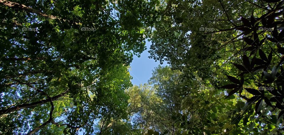 Looked up at forest opening to circle of blue sky, walking through the woods.