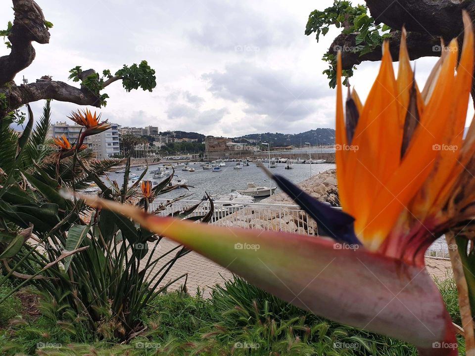 Vieux port for Toulon