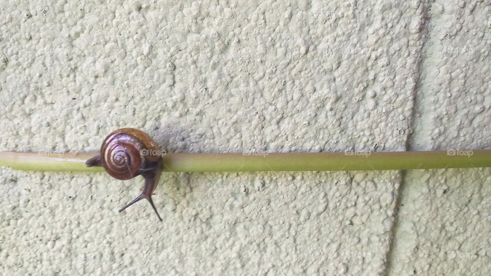 snail