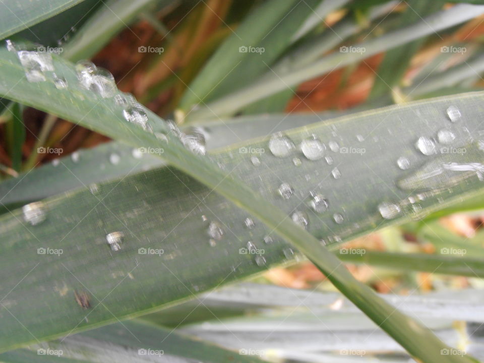 Rain Drops On Grass