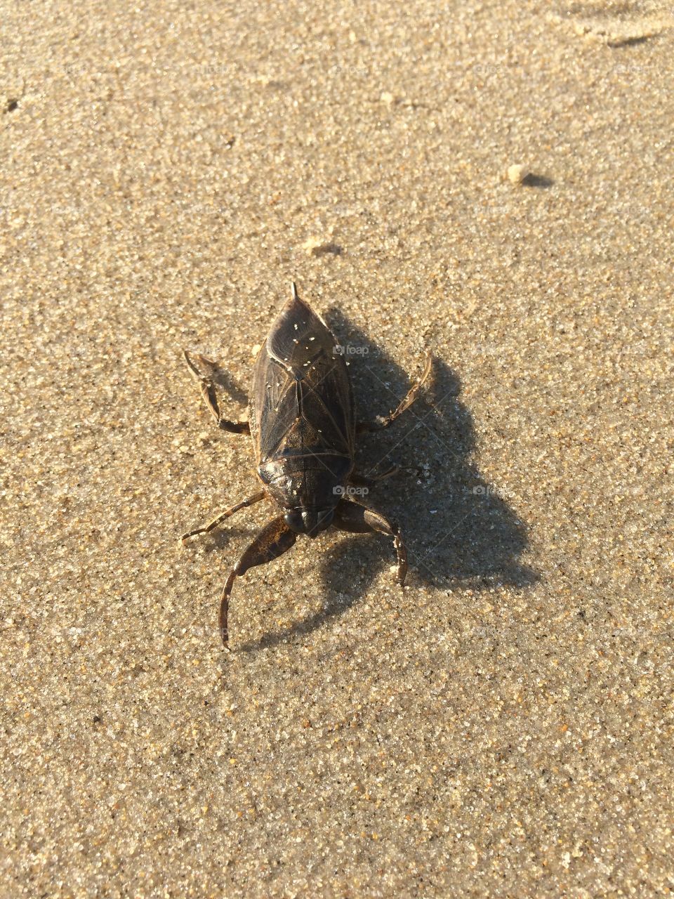 Yuck!  Beach bug!