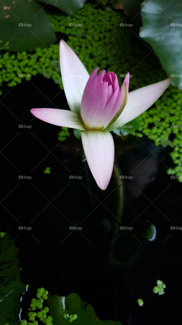 Lotus WATER LILY