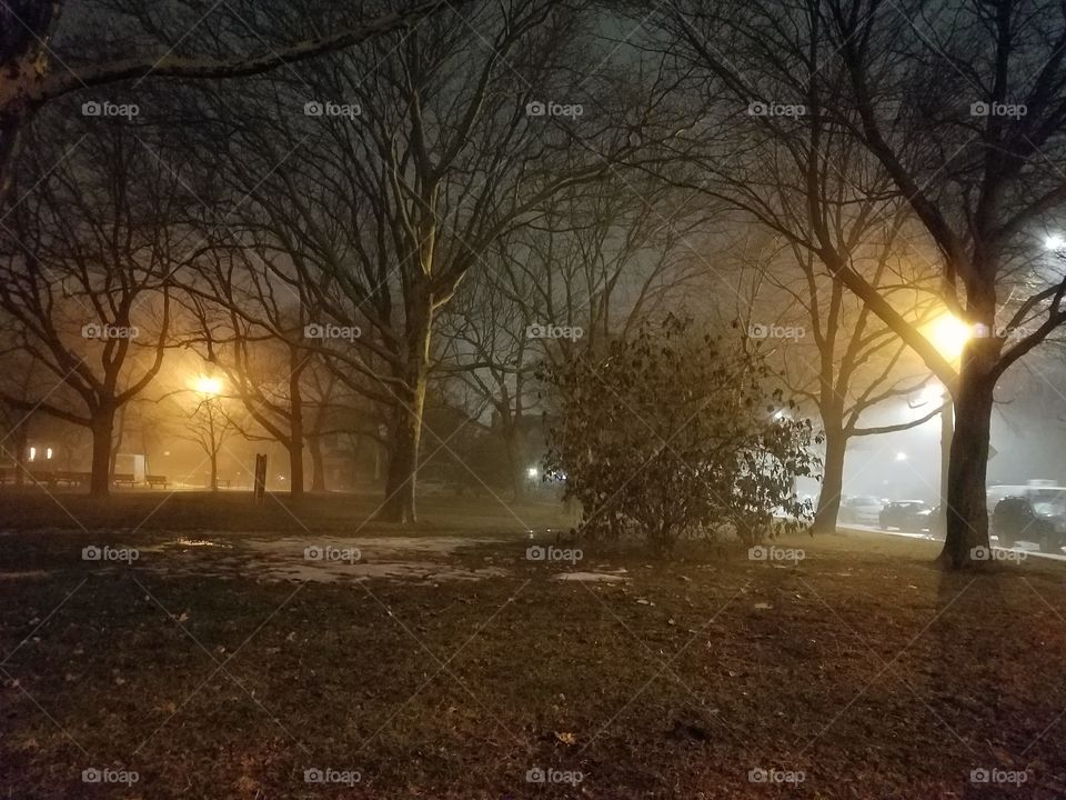 Tree, Fog, Dawn, Landscape, Mist