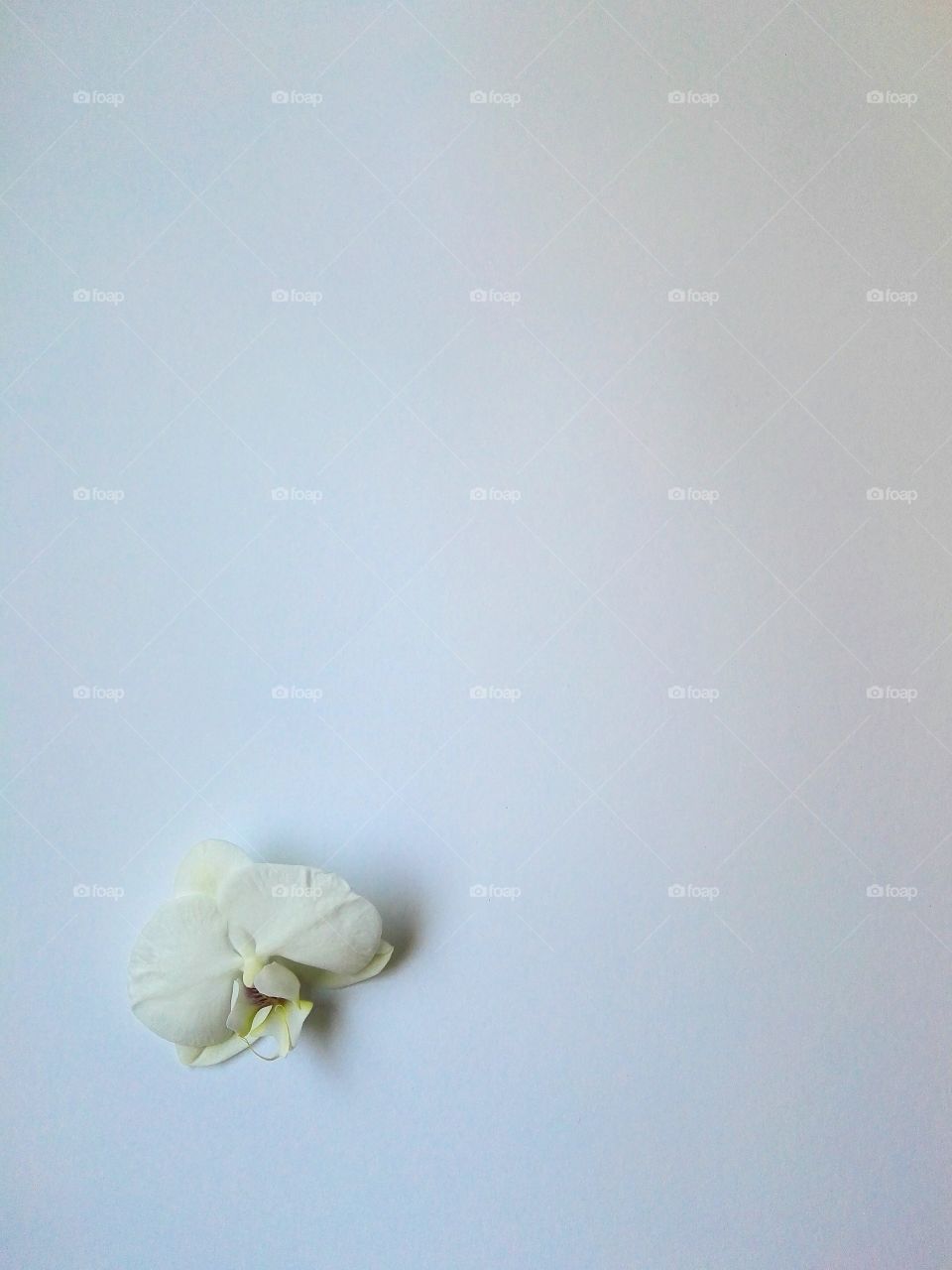 White flower on white background