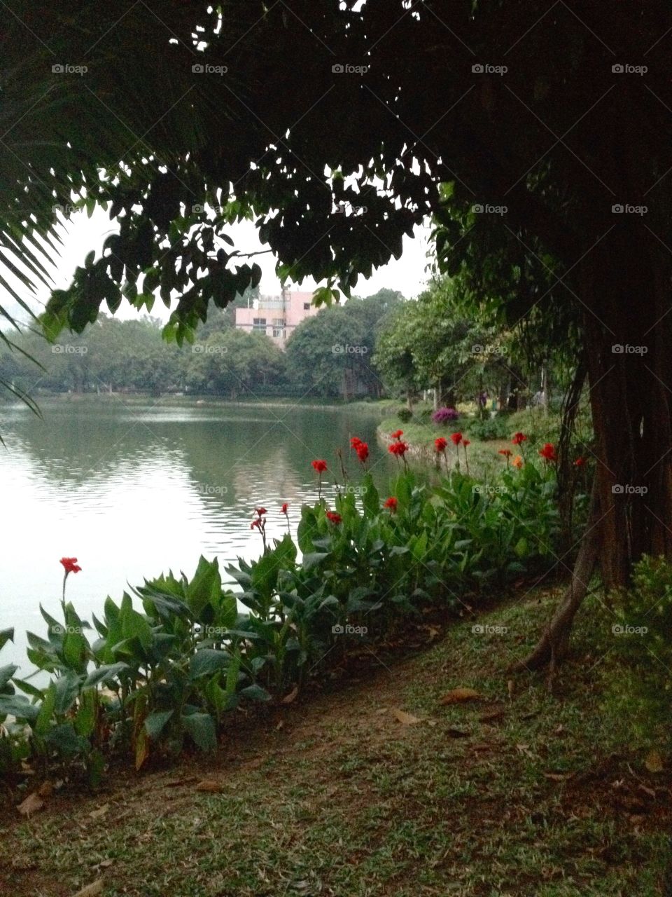 Flowers on the lake band in a park