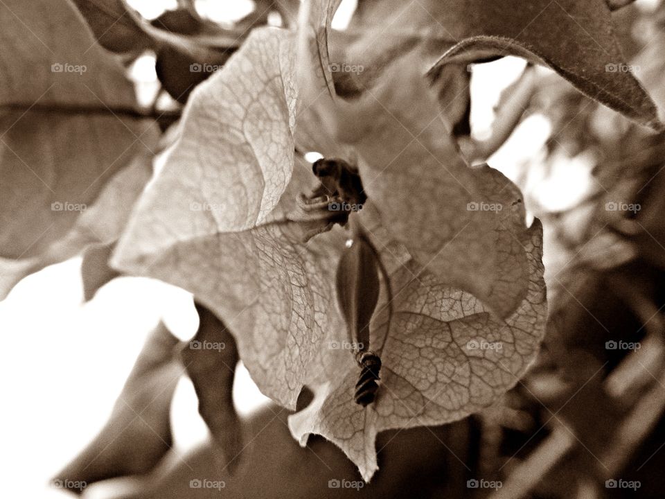 A Close-up of an indoor plant