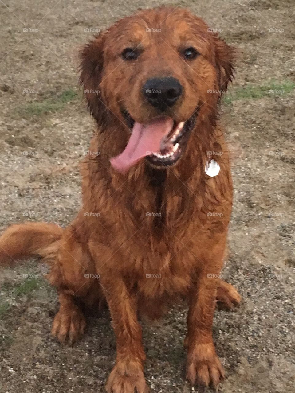 A Happy Smiling Wet Golden Retriever after a swim is photogenic.