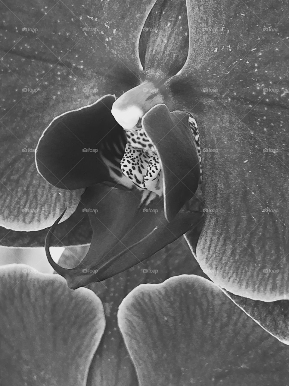 Monochrome edit of Orchid Macro image, shot and edited on iphone 8+ 