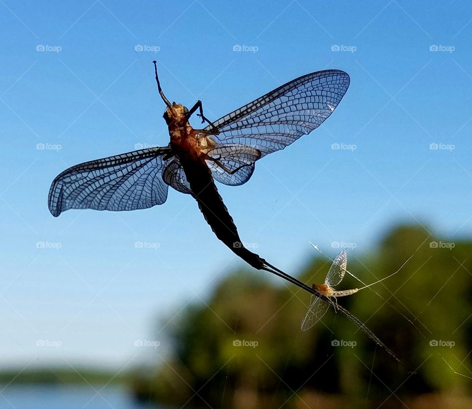 insects caught in web.