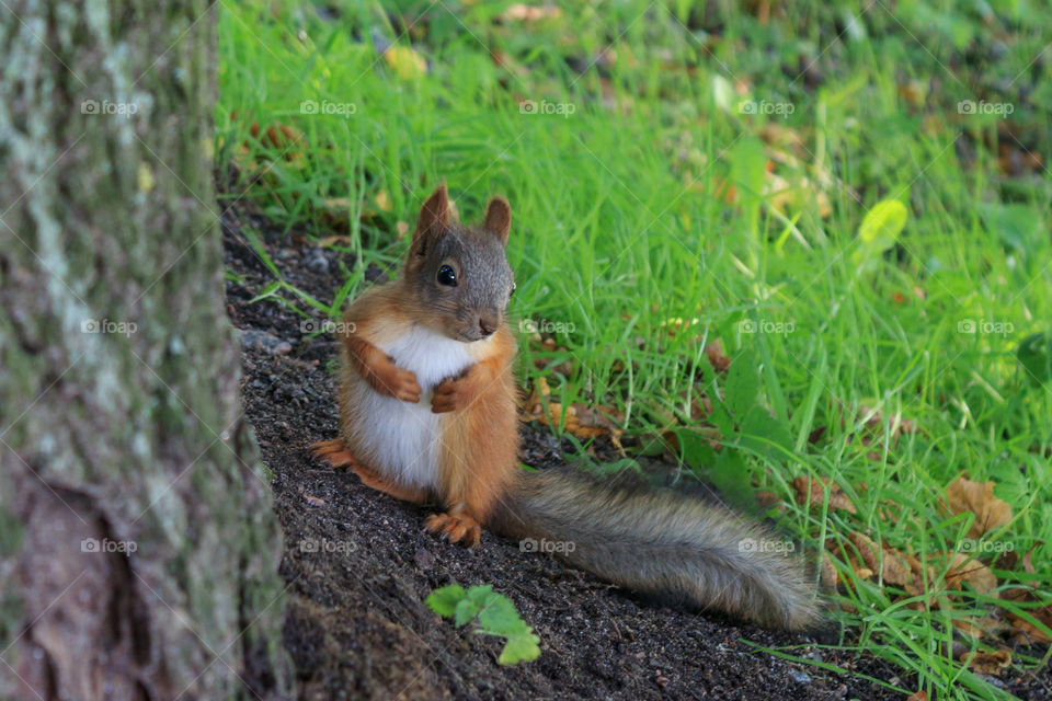 squirrel in the forest