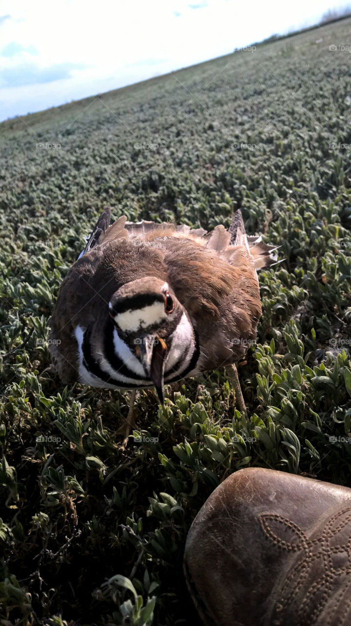 Killdeer protecting her nest