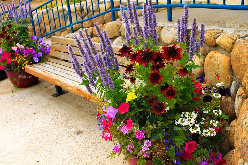 Flower plant near the wooden bench