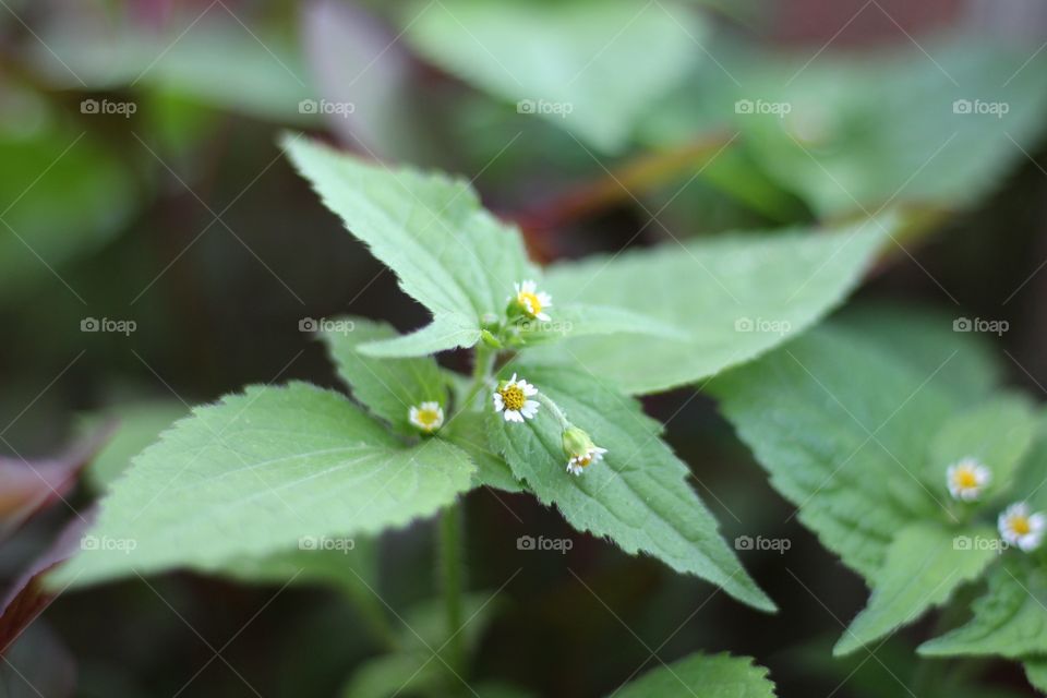 Leaf, No Person, Nature, Flora, Flower