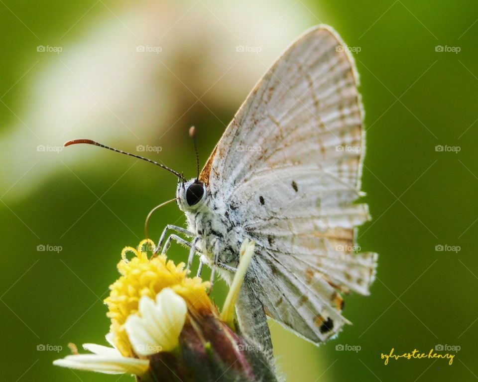 butterfly is sucking honey