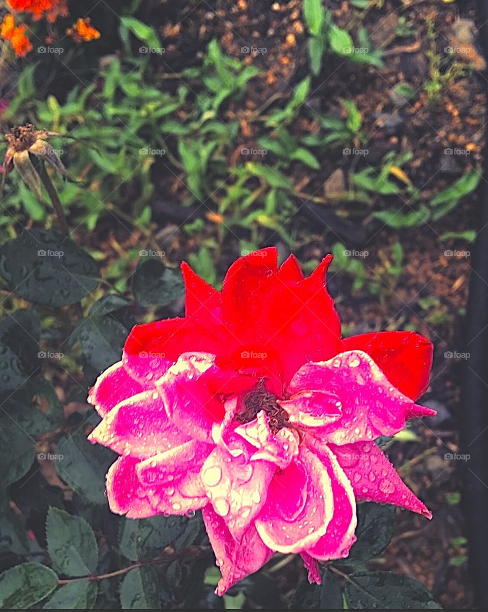 Simplicity can be divided by nature.  