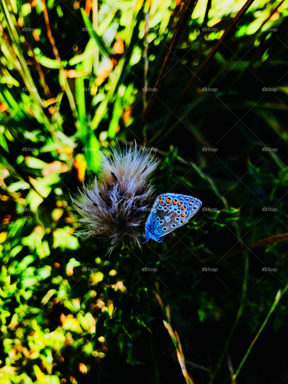 Butterfly in the wild 