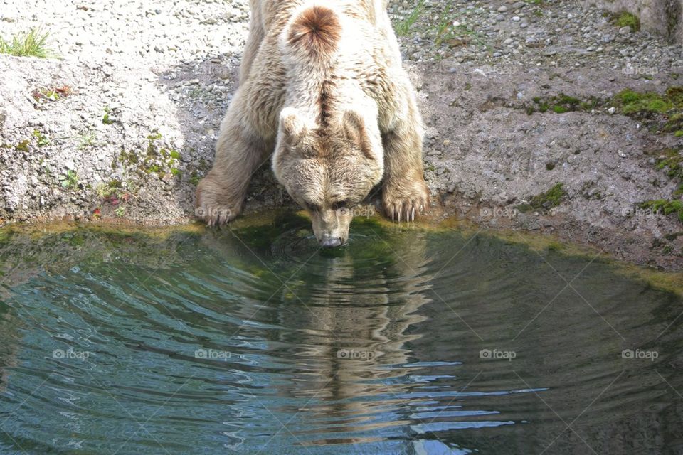 Bear drinking water