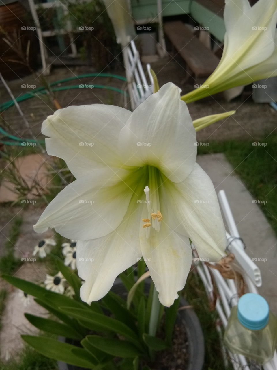 flower
white
big
thailand
