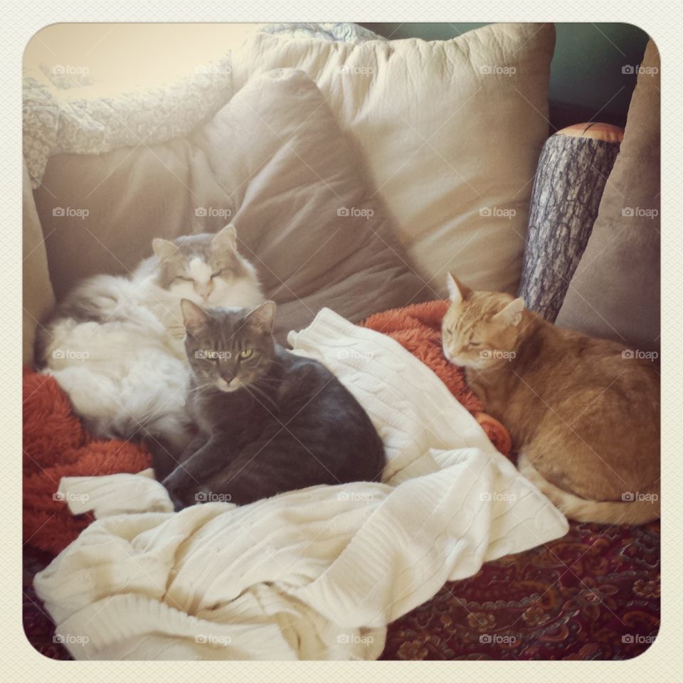 napping. our kitties napping