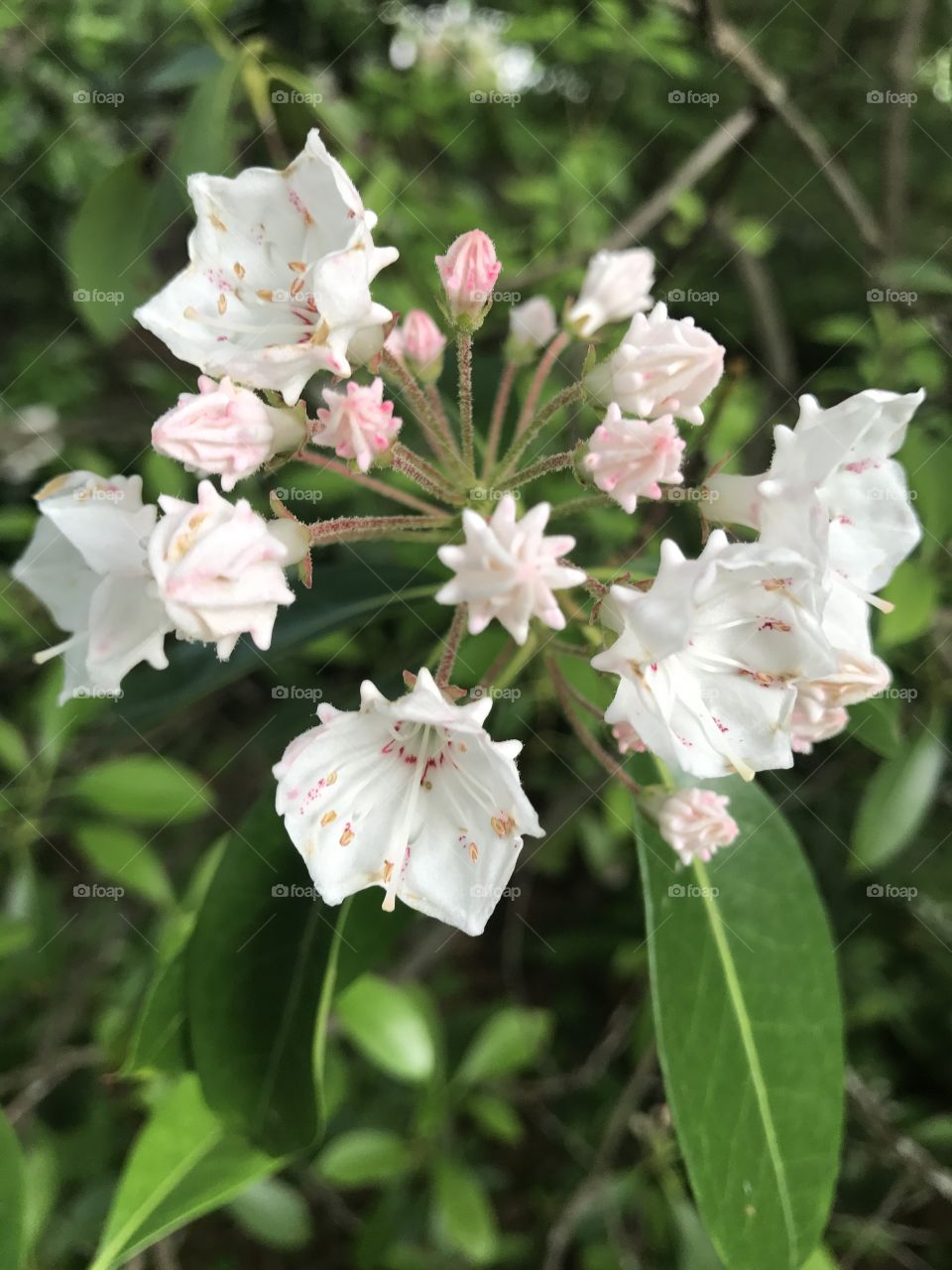 White & Pink Flowers