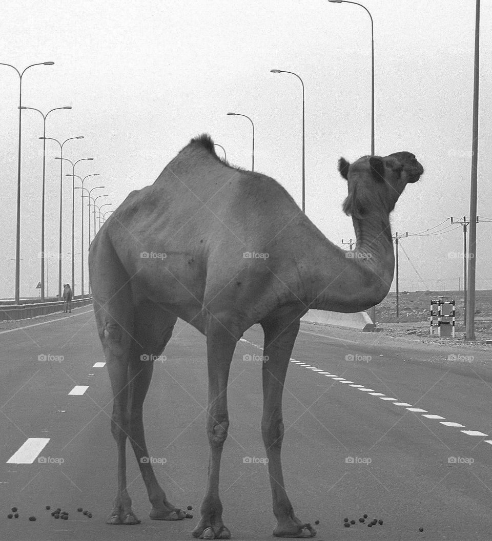 camel