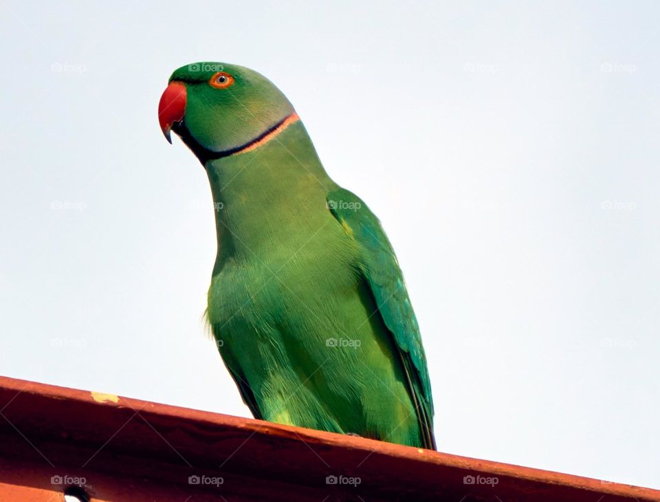 Bird photography  - parrot