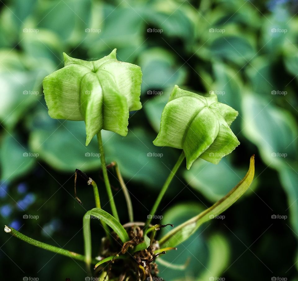 Seed capsules. Seed capsules