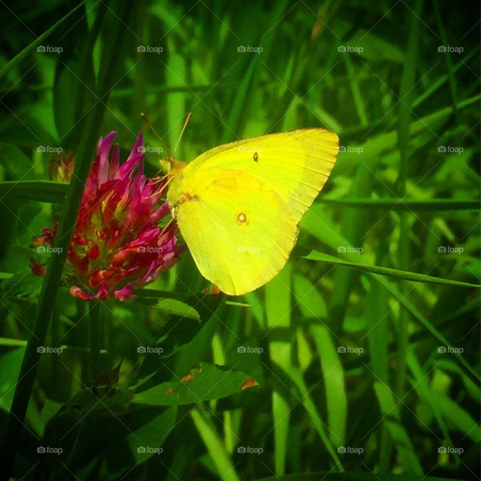 Butterfly, Insect, Nature, Summer, Garden