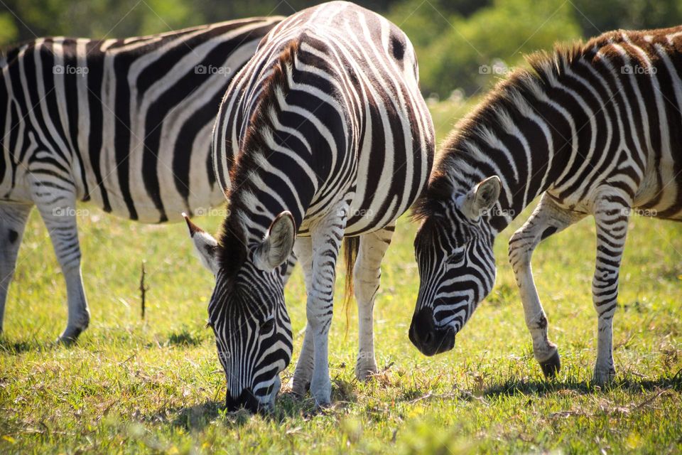 Herd of zebras grazing