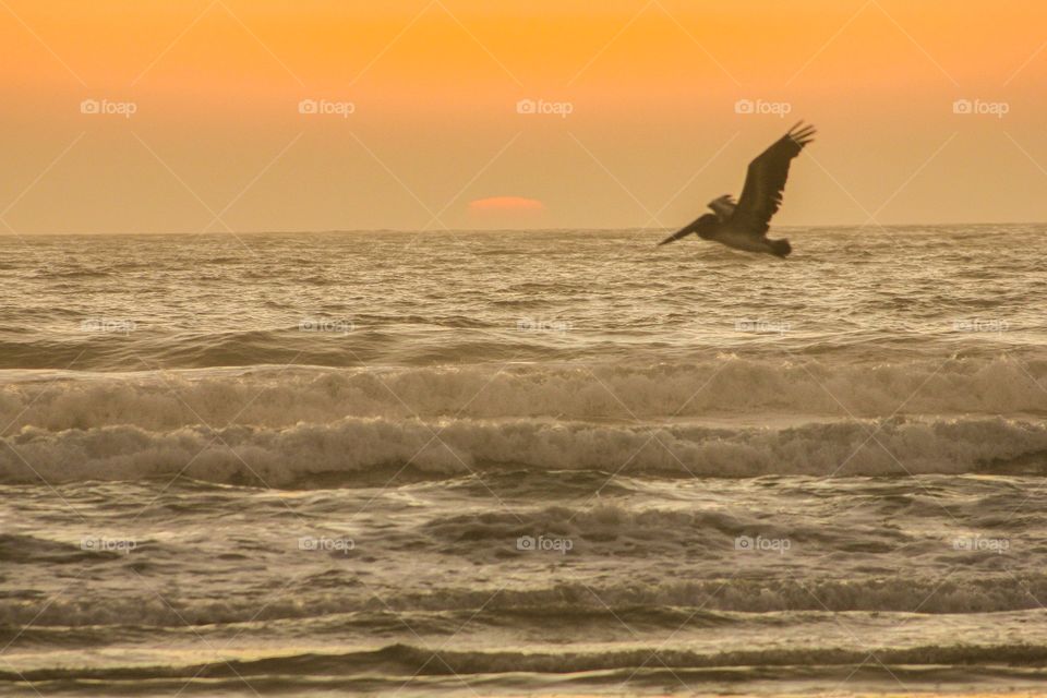 Pacific Golden Pelican