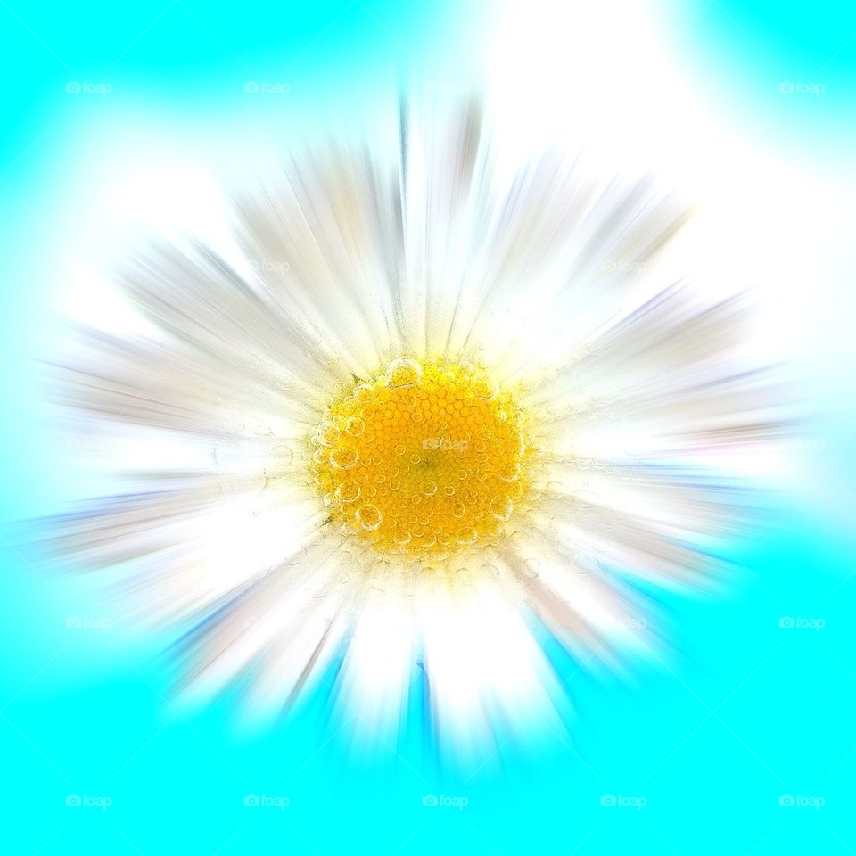 Daisy Explosion