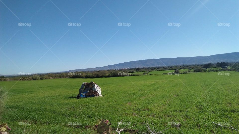 splendid field