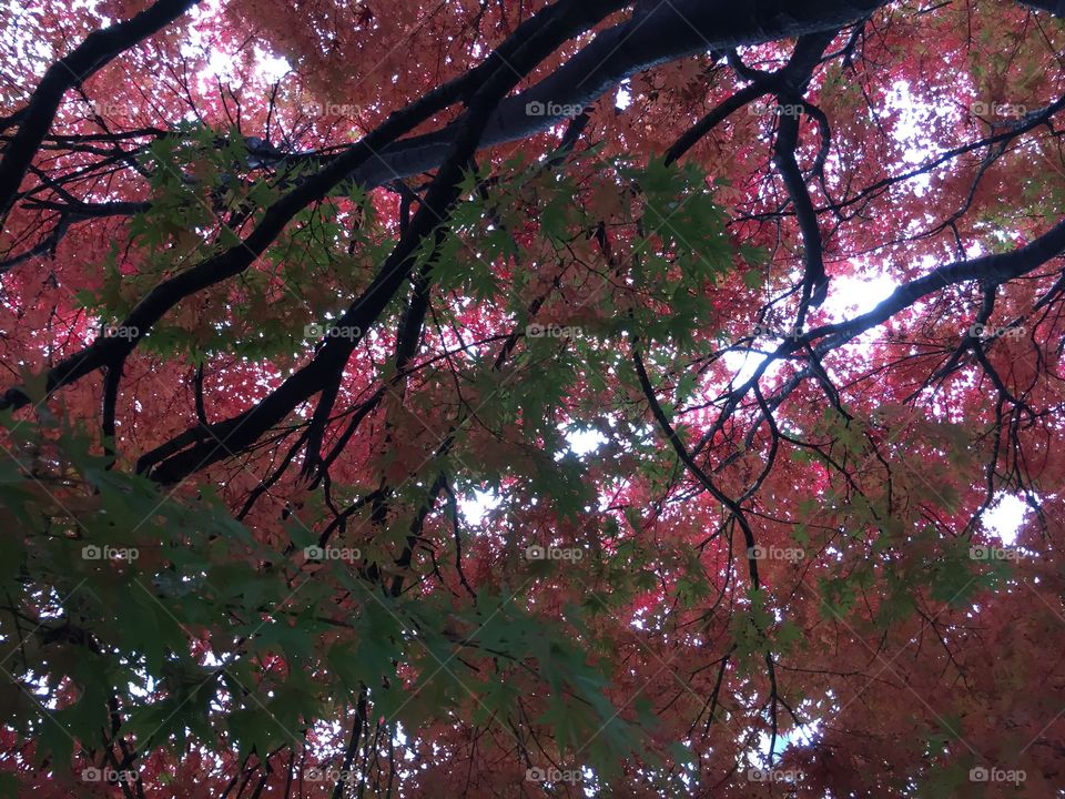 Autumn Maple