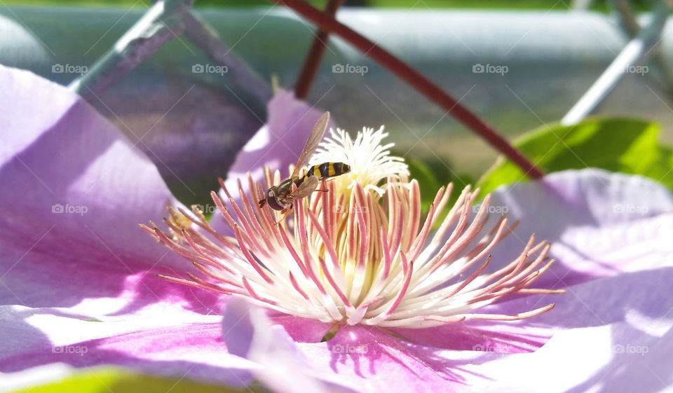 Small sweat bee on flower
