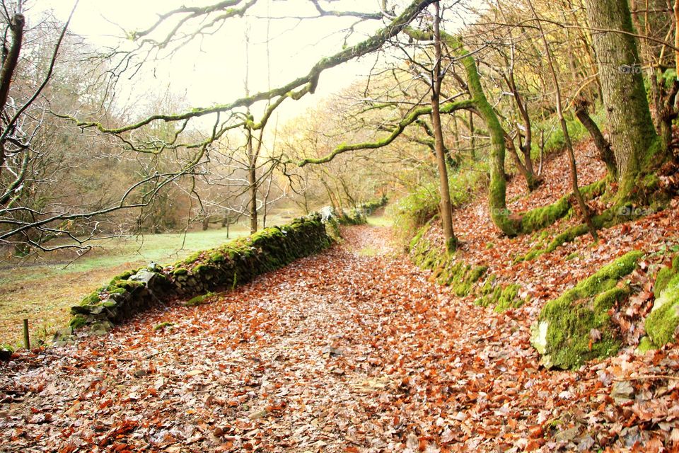 View of trees in forest