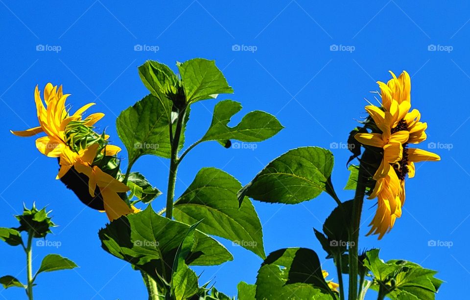 sunflowers facing away from eachother