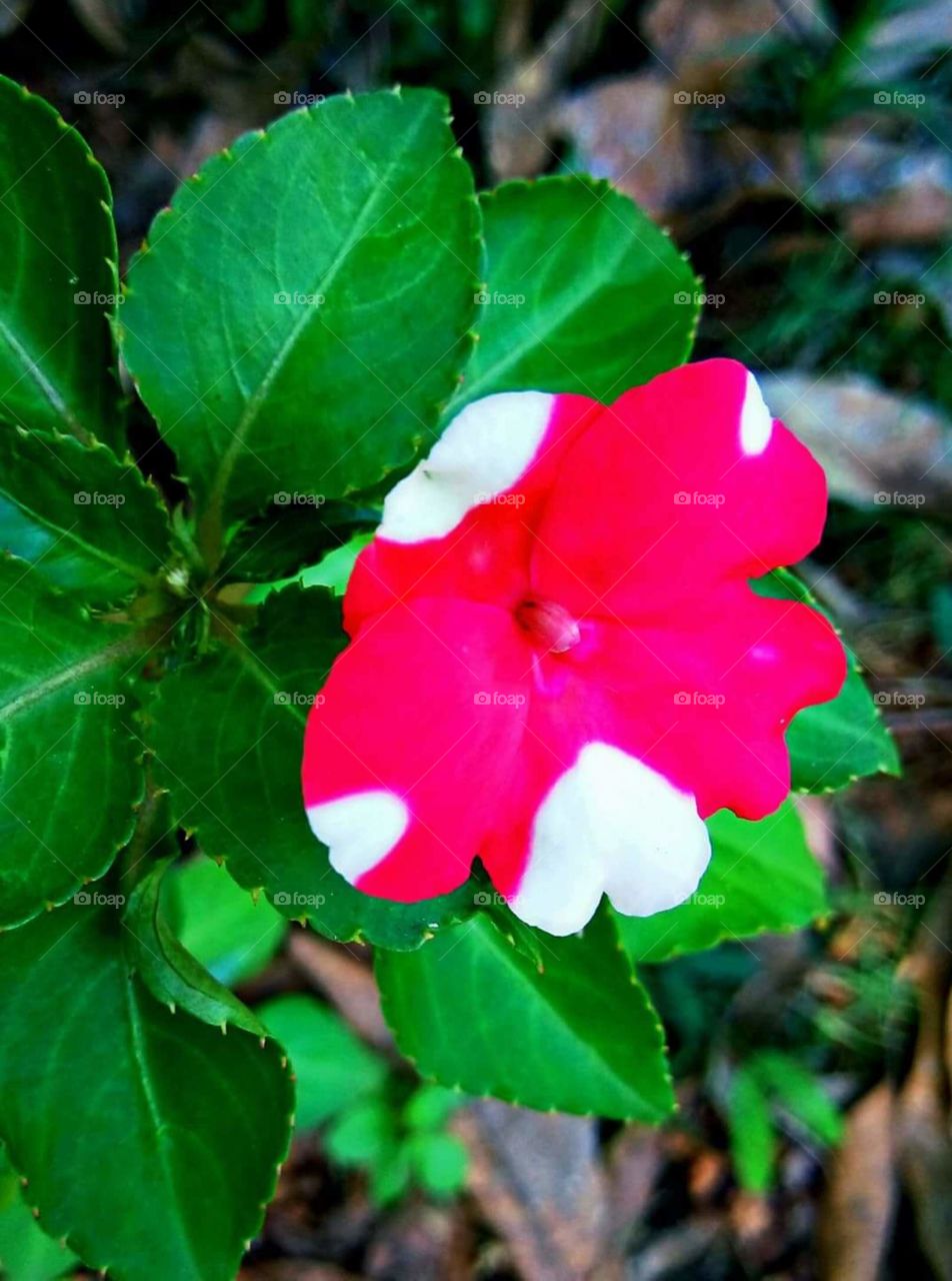 rose white  flower