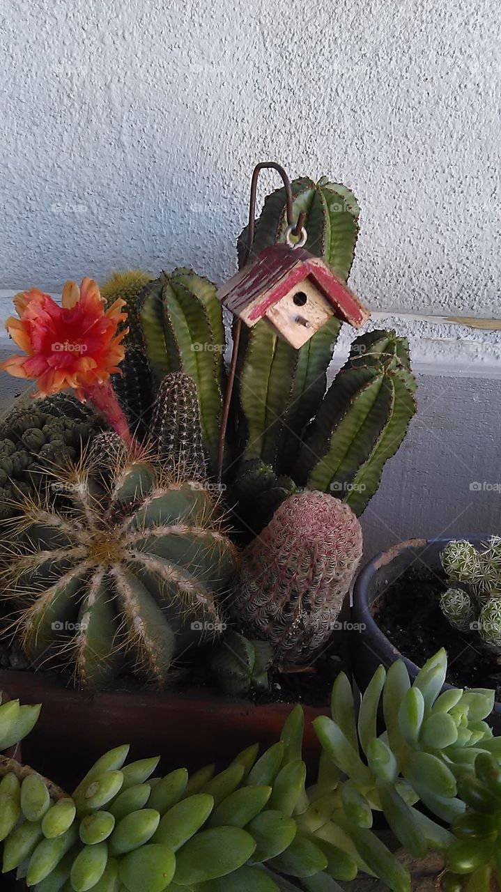 Cactus flower house. Out visiting a neighbor