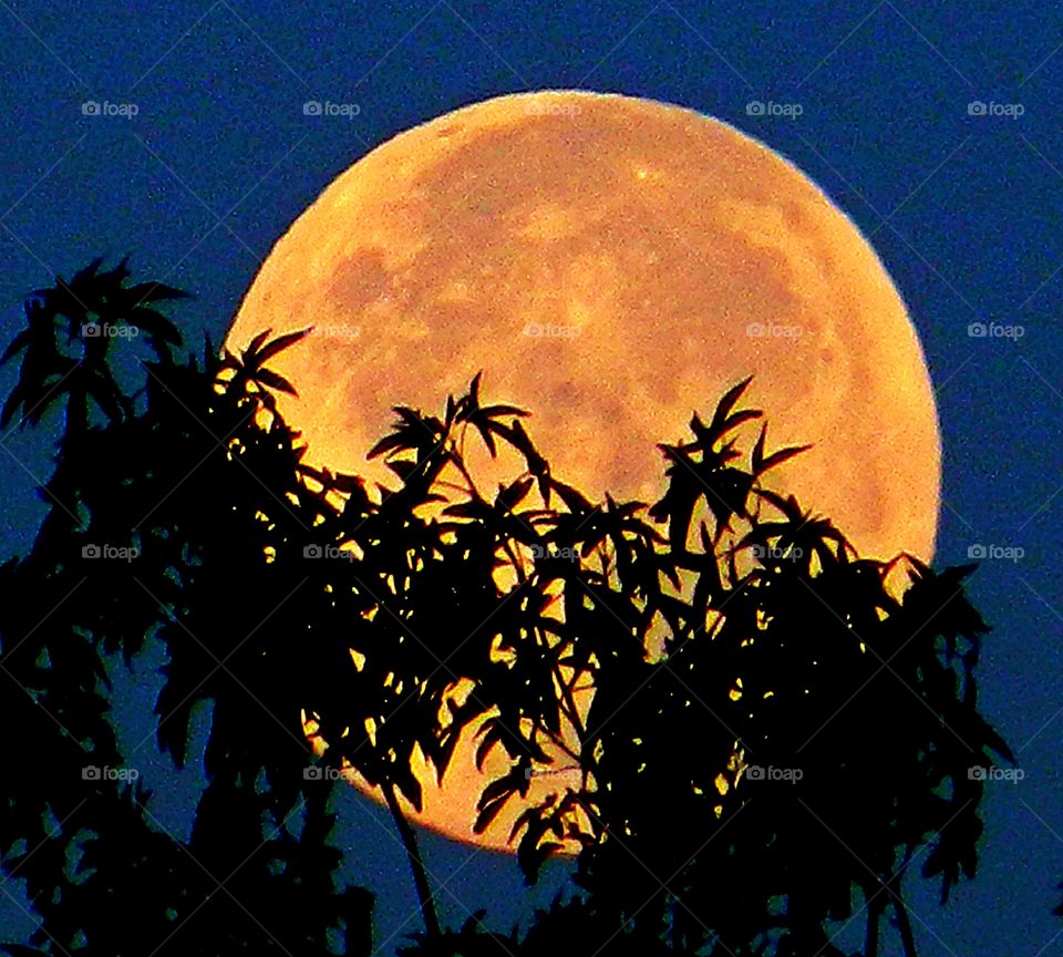 Day and night Foap Missions - Brilliant harvest full moon rising from behind the tree. 