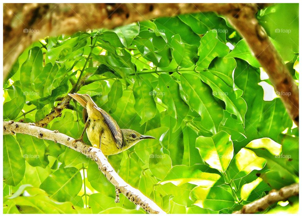 brown throated sunbird posing while i am taking picture of it
