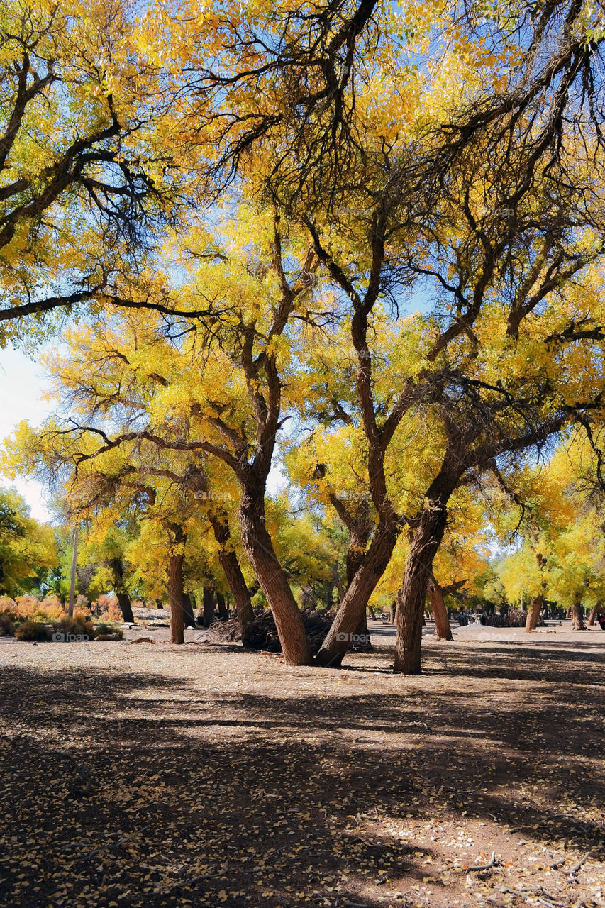 Autumn trees growing at park