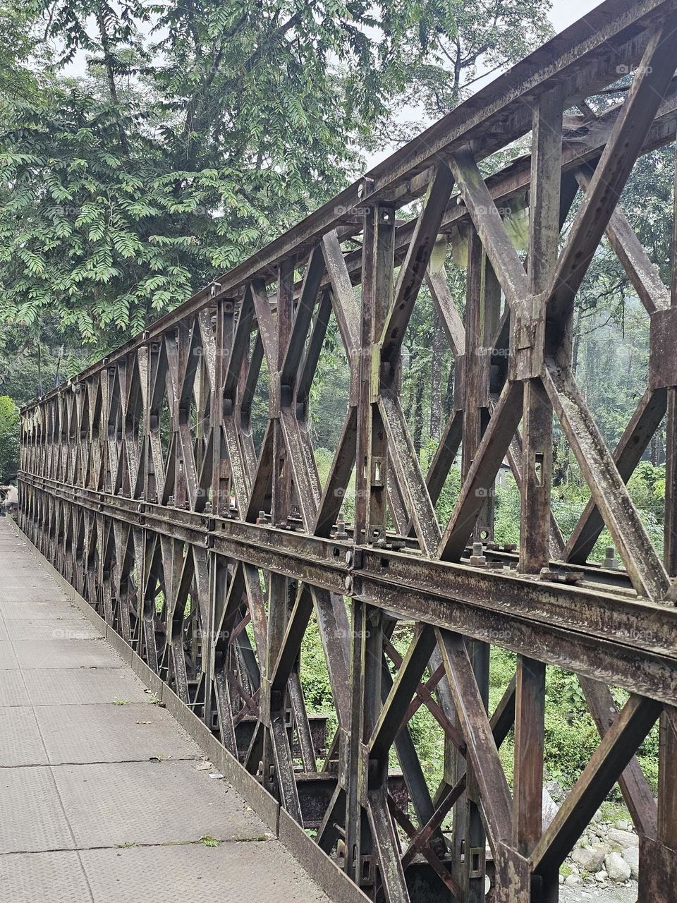 The bridge connected forest